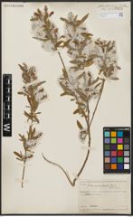 Foto von Salix acmophylla Boiss.